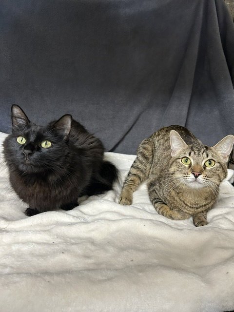 FIONA & SASHA - Domestic Medium Hair for adoption in Austin