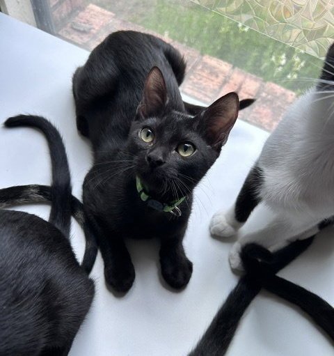 MIKE - Domestic Short Hair for adoption in Austin