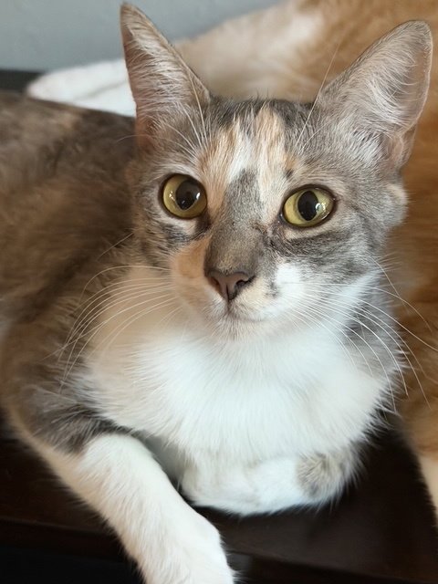 S'MORES - Domestic Short Hair for adoption in Austin