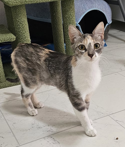 S'MORES - Domestic Short Hair available for adoption