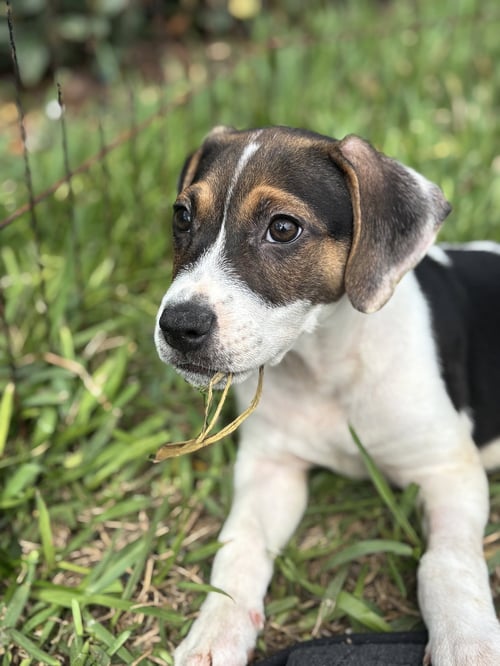 FREDDIE - Beagle available for adoption