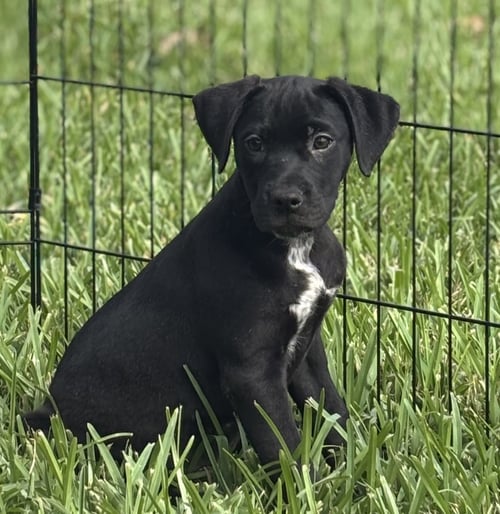 FLORA - Beagle available for adoption