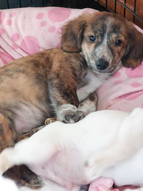 COPPER - Dachshund available for adoption