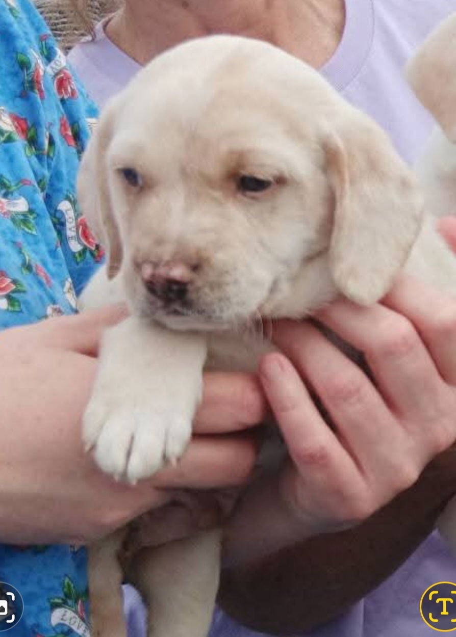 ENNIS - Catahoula Leopard Dog / Labrador Retriever available for adoption