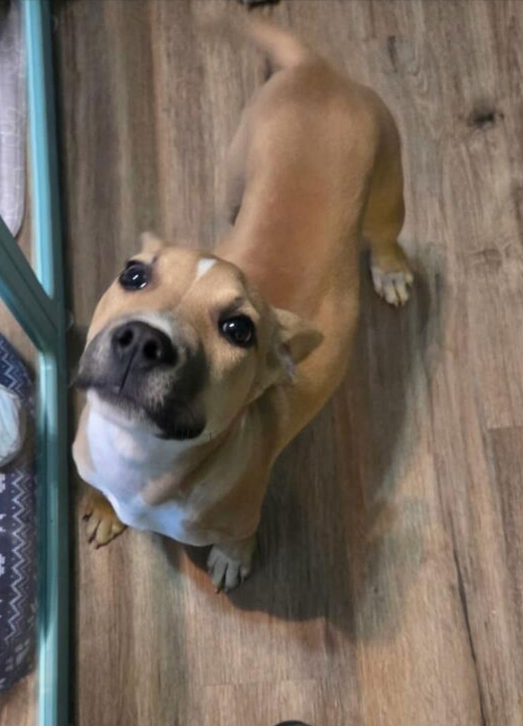 JORDAN - Black Mouth Cur / American Pit Bull Terrier available for adoption