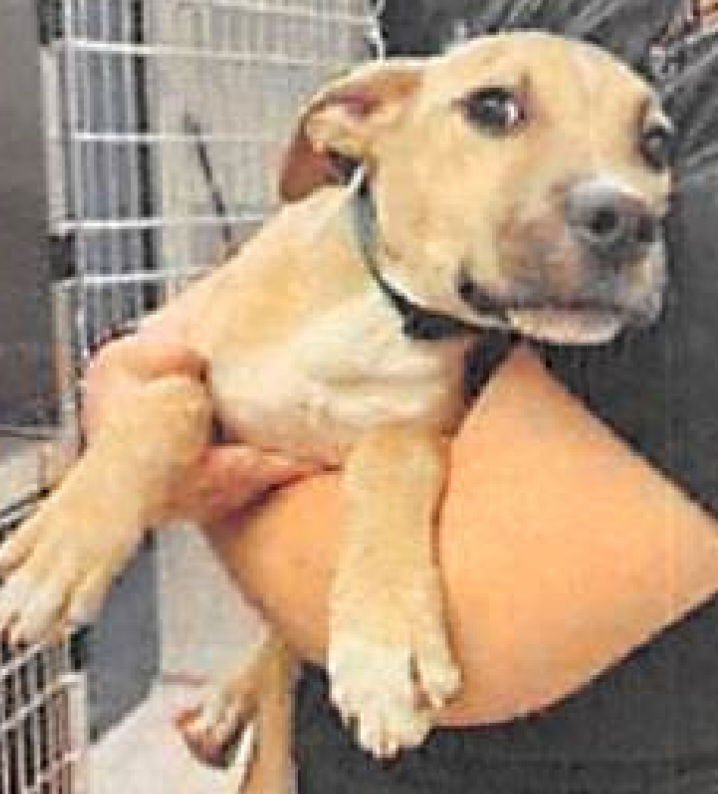 JORDAN - Black Mouth Cur / American Pit Bull Terrier available for adoption