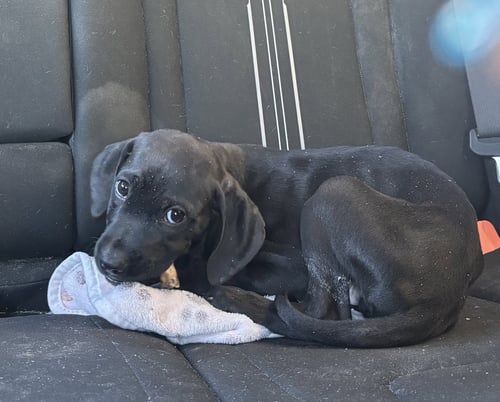 FRANKIE - Beagle available for adoption