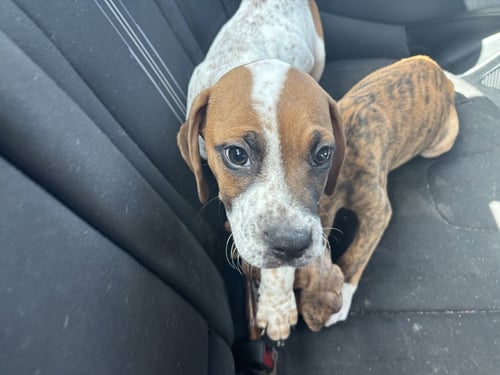 FRECKLES - Beagle available for adoption