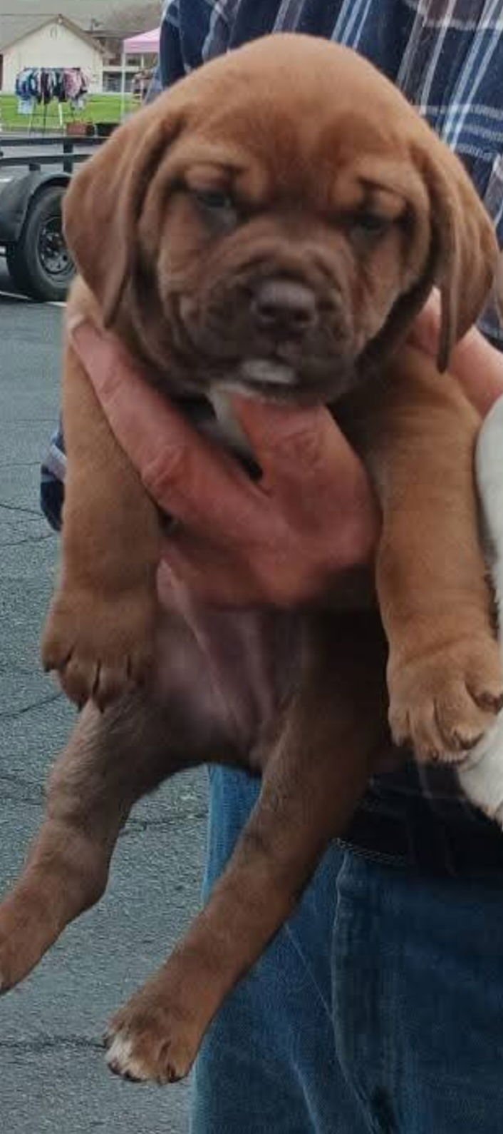 ERIN - Catahoula Leopard Dog available for adoption