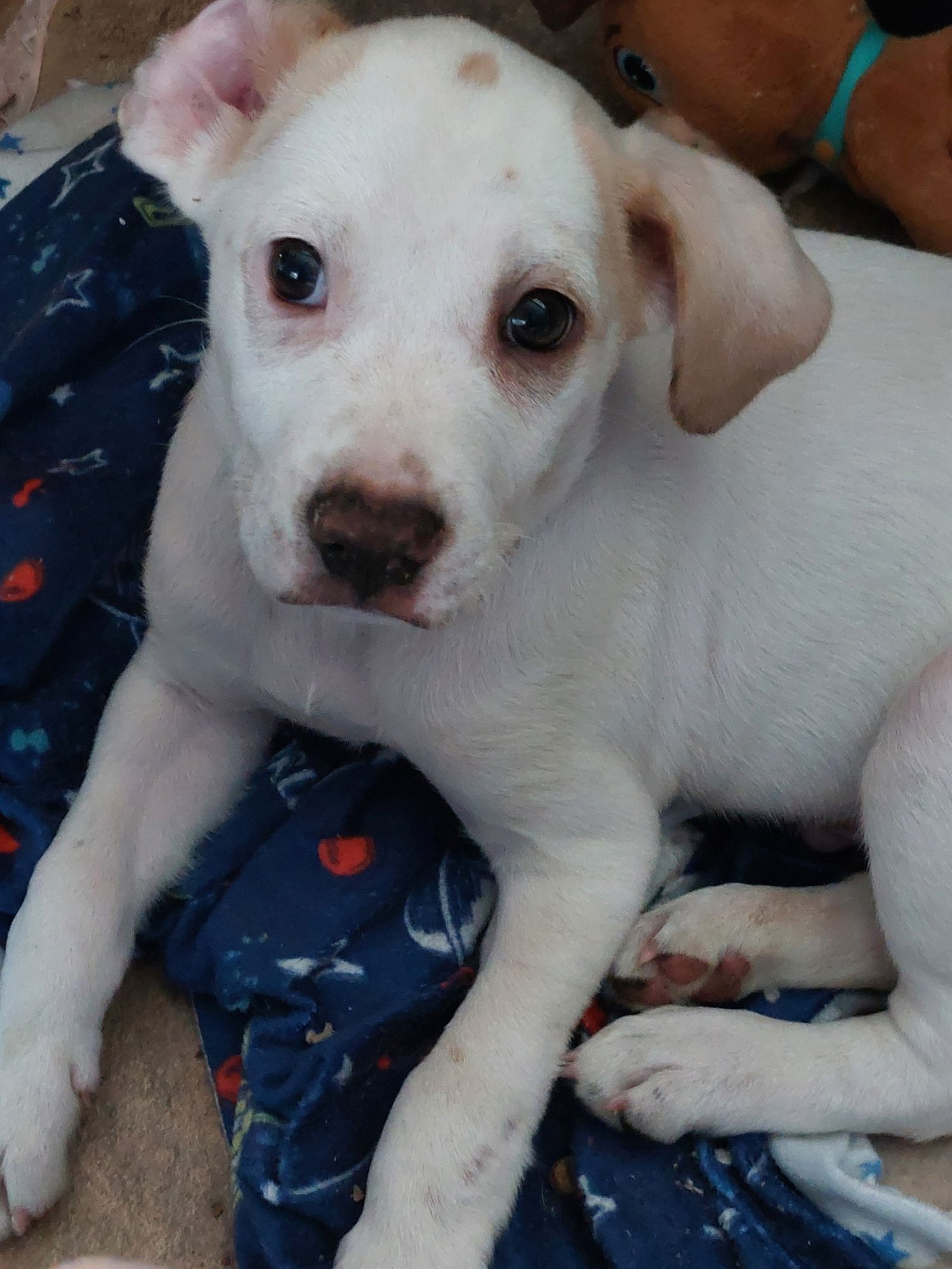 ELIO - Catahoula Leopard Dog / American Bulldog available for adoption