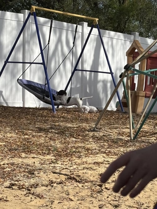 JASMINE - Labrador Retriever available for adoption