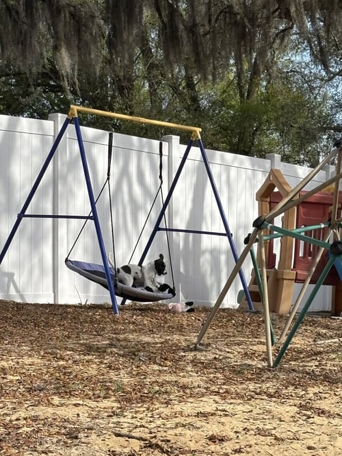 JASMINE - Labrador Retriever available for adoption