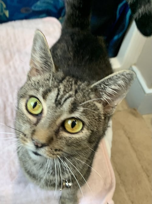 MARBLES (SWEET GIRL) - Domestic Short Hair available for adoption