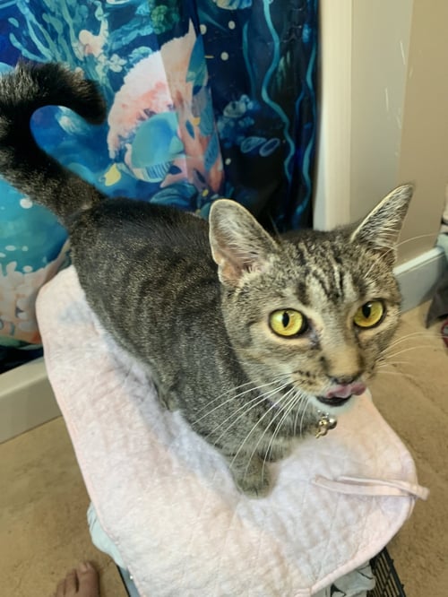 MARBLES (SWEET GIRL) - Domestic Short Hair available for adoption
