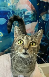 Marbles (sweet girl) - Photo 3