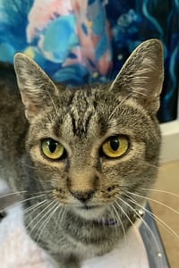 Marbles (sweet girl) - Photo 4
