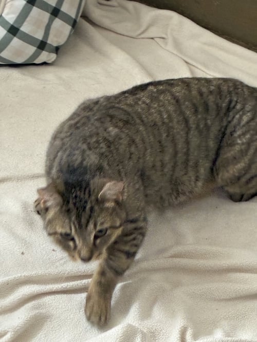 ROBIN - Domestic Short Hair available for adoption
