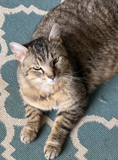 ROBIN - Domestic Short Hair available for adoption