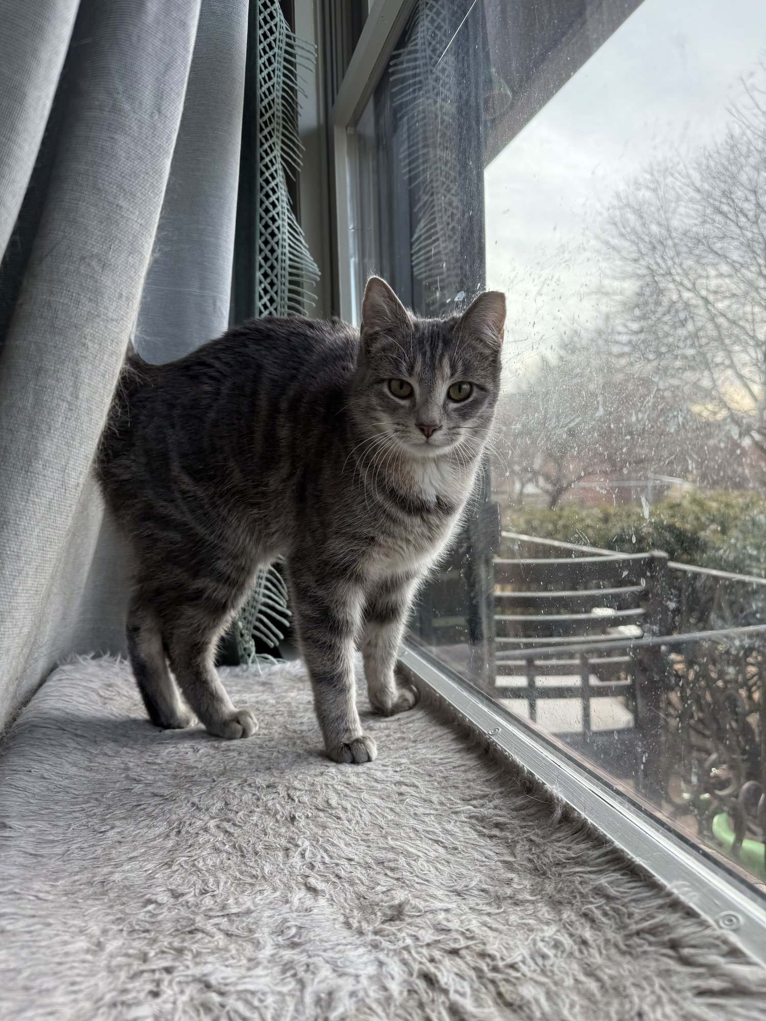 TOPH - Domestic Short Hair available for adoption