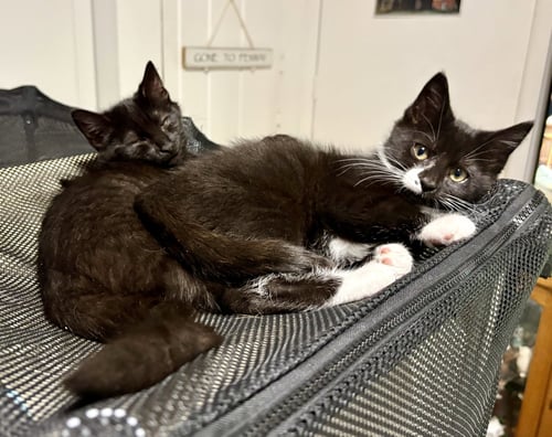 MAISIE (BONDED WITH NESSIE) - Domestic Short Hair available for adoption