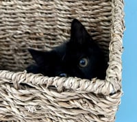 Maisie (bonded with Nessie) - Photo 4