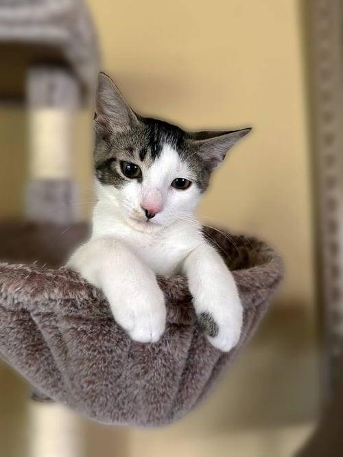 MICK - Domestic Short Hair available for adoption