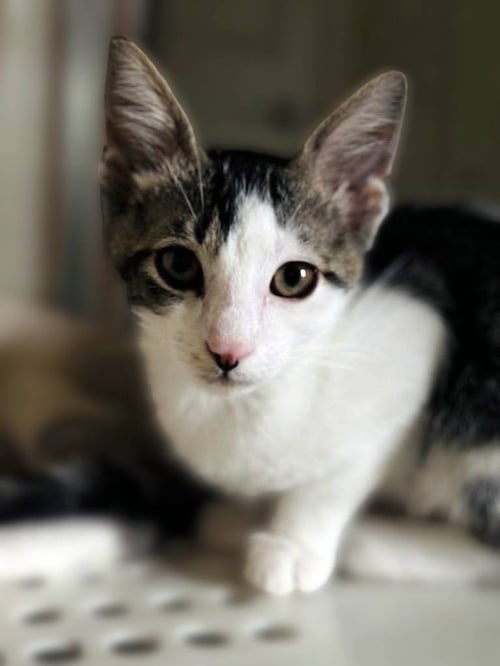 MICK - Domestic Short Hair available for adoption