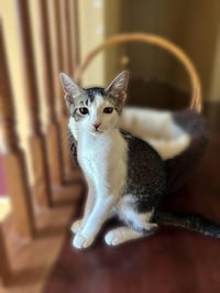 Mick - Photo 4