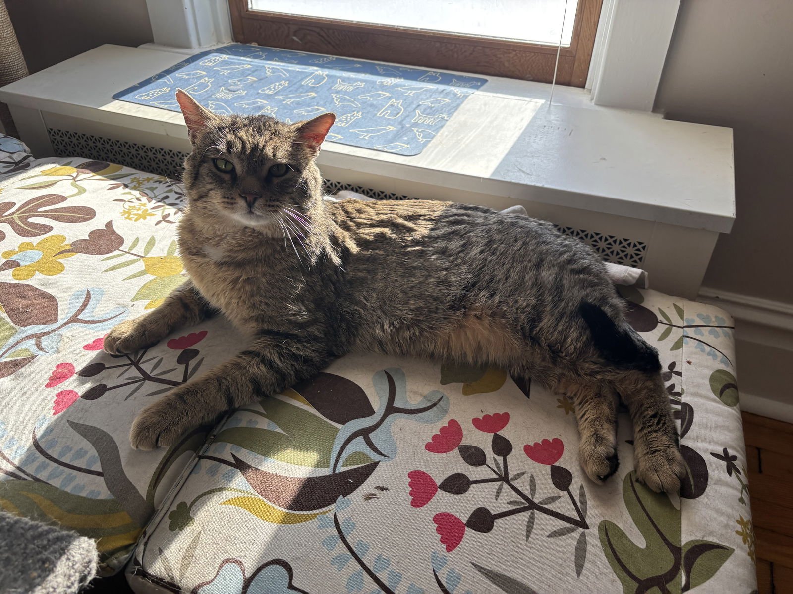 HADRIAN - Domestic Short Hair available for adoption