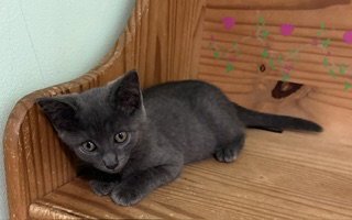 JULIET - Domestic Short Hair available for adoption