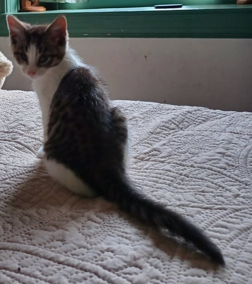 CARL - Domestic Short Hair available for adoption