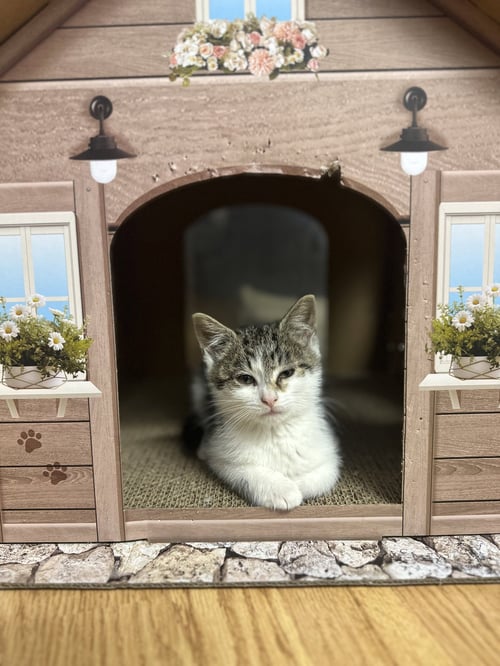 BOMBAY SAPPHIRE (BONDED WITH JOHNNIE) (B & J) - Domestic Short Hair available for adoption