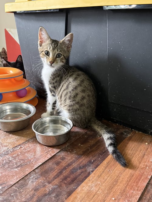 THEODEN - Domestic Short Hair available for adoption