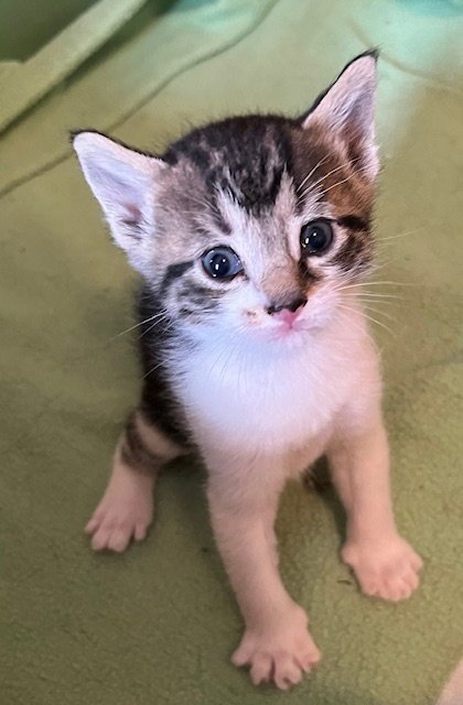 CORALBELL - Domestic Short Hair available for adoption