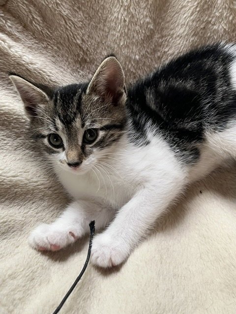 CORALBELL - Domestic Short Hair available for adoption