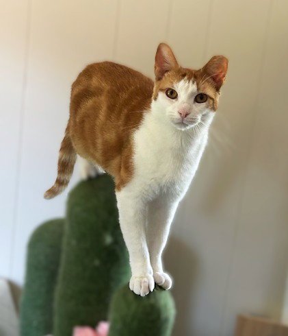 Chessy (Golden-Eyed Beauty) Image