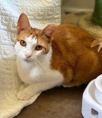 Chessy (Golden-Eyed Beauty) - Photo 2