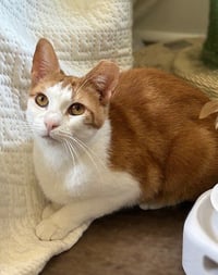 Chessy (Golden-Eyed Beauty) - Photo 3