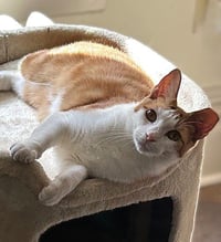 Chessy (Golden-Eyed Beauty) - Photo 4
