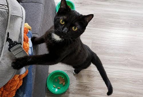MARSH - Domestic Short Hair available for adoption