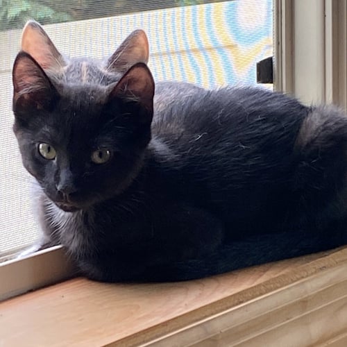 ROCKET - Domestic Short Hair available for adoption