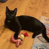 Rocket - Photo 4