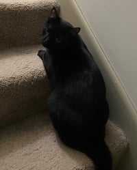 Rocket - Photo 6