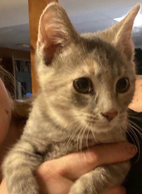ARGYLL - Domestic Short Hair available for adoption