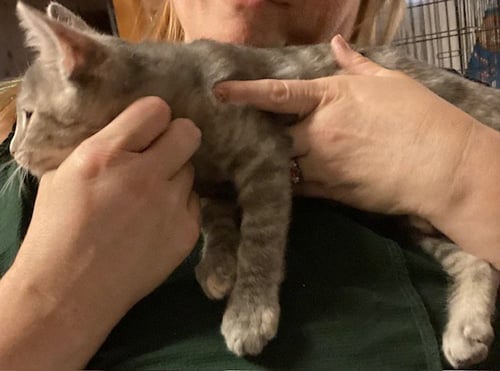 ARGYLL - Domestic Short Hair available for adoption