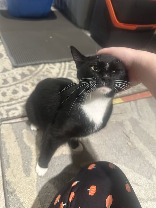 DEYSI - Domestic Short Hair available for adoption