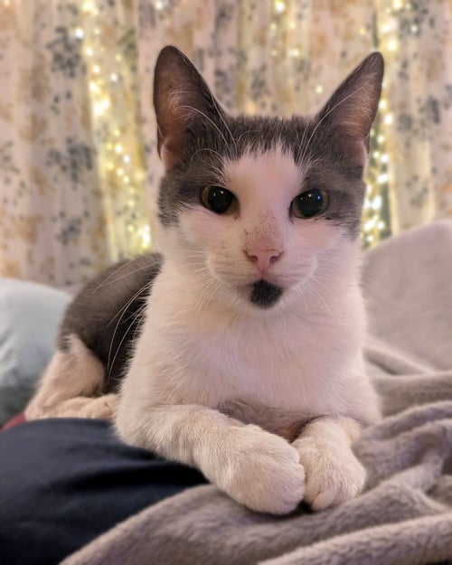NEWT - Domestic Short Hair available for adoption