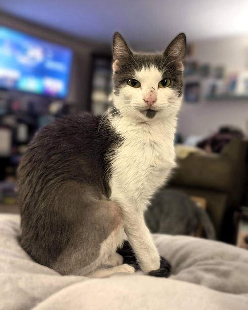 NEWT - Domestic Short Hair available for adoption
