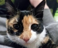 Skitzer (shy girl) - Photo 1