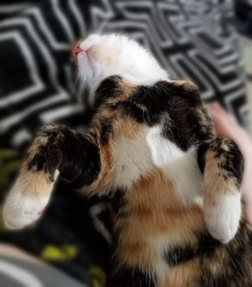 SKITZER (SHY GIRL) - Domestic Short Hair available for adoption